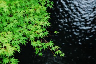 安居渓谷 001